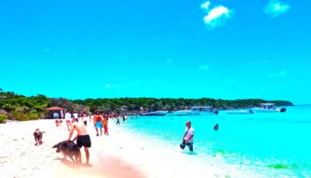exuma pigs tour