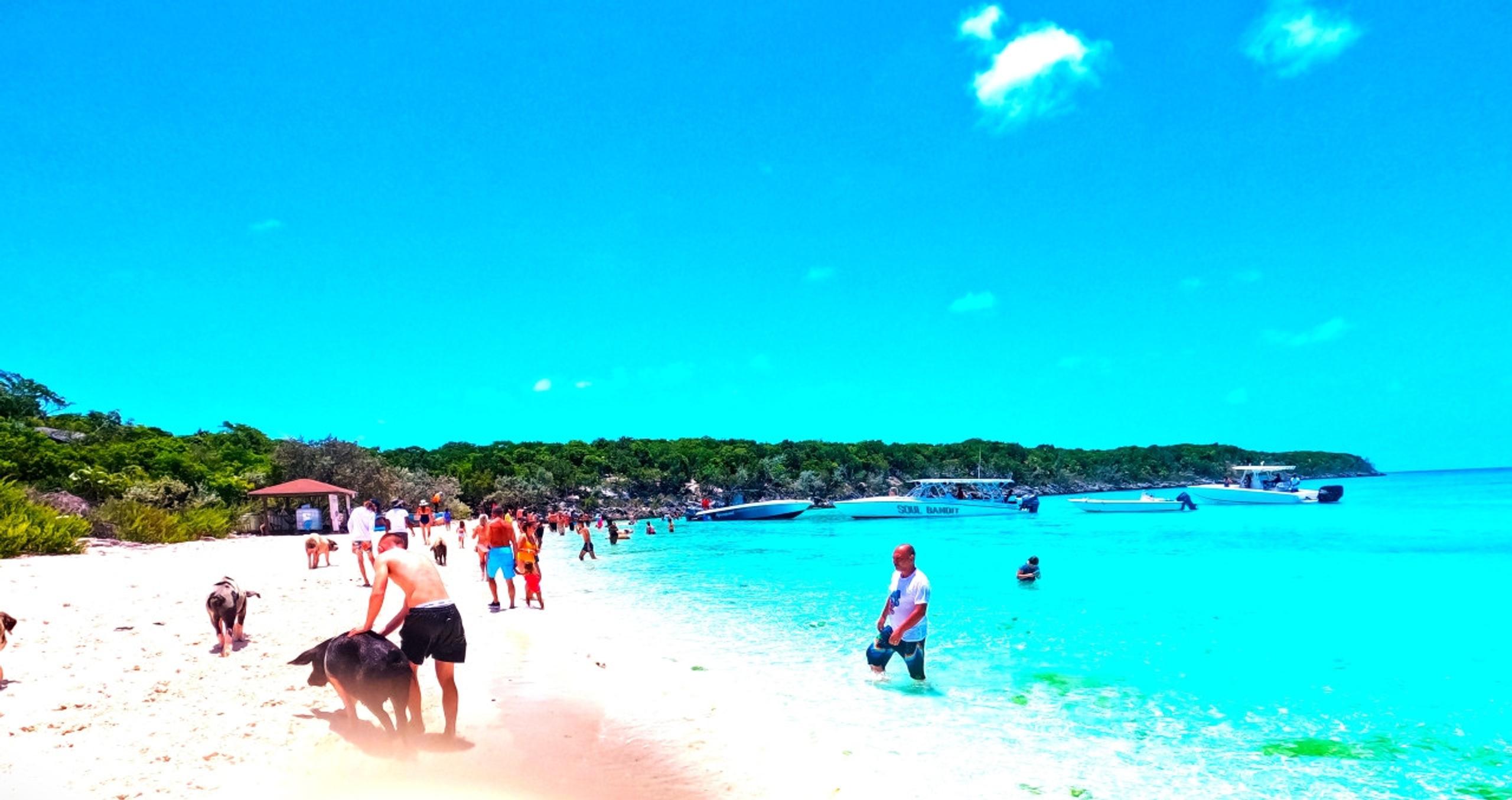 exuma pigs tour