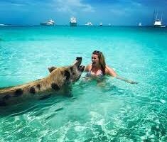 swiming-pigs-tours-exuma